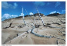 Ghost forrest on top of the Sleeping Bear Dunes, Michigan
